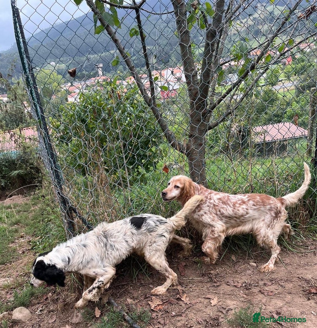 English Setter dogs for adoption: Rayo  - Image 6