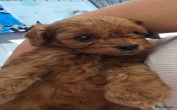 Cavapoo dogs for sale: Stunning Deep red health tested f1 cavapoos  - Image 11