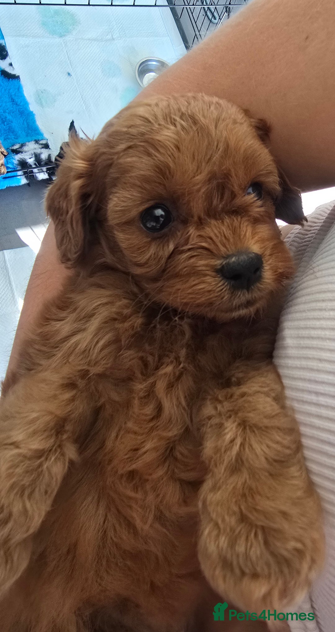 Cavapoo dogs for sale: Stunning Deep red health tested f1 cavapoos  - Image 11