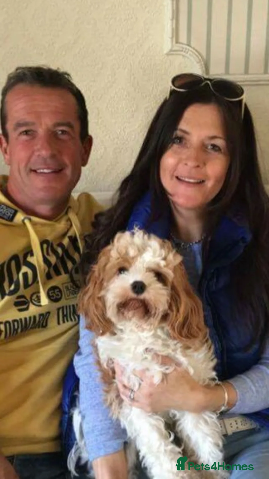 Cavalier King Charles Spaniel dogs for stud: Extensively Health Tested Cavalier King Charles Sp in Mansfield - Advert 21