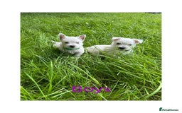 West Highland Terrier dogs for sale: KC Registered West Highland Terries Puppies  - Image 5