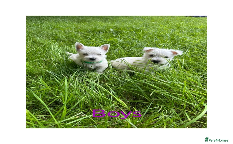 West Highland Terrier dogs - Advert 1