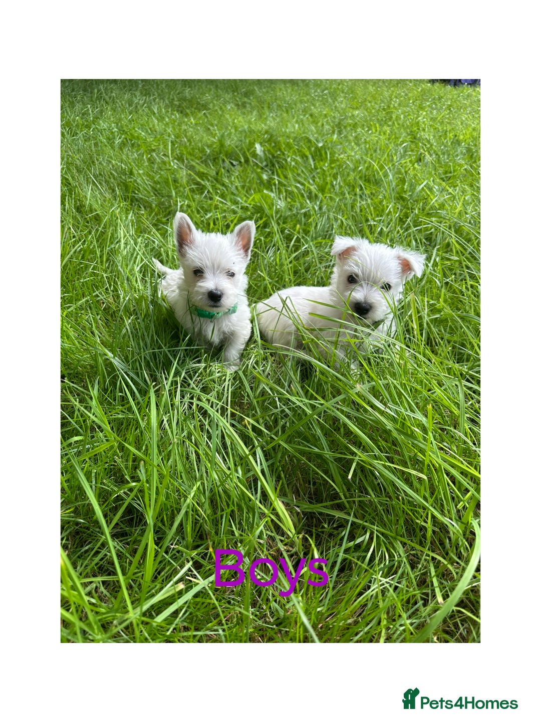 West Highland Terrier dogs for sale: KC Registered West Highland Terries Puppies  - Image 5