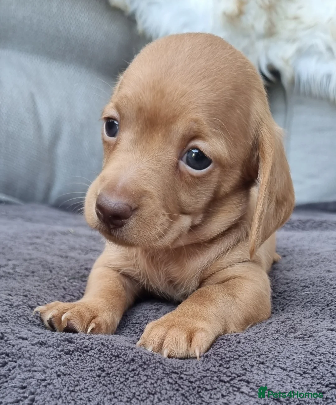 Dachshund dogs for sale: 5* True Minature Cream/Choc Dachshund Long Haired - Advert 12