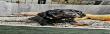 Miniature Dachshund 1