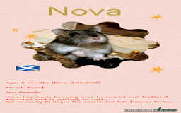 Hamster rodents for sale: Hamsters  - Image 4