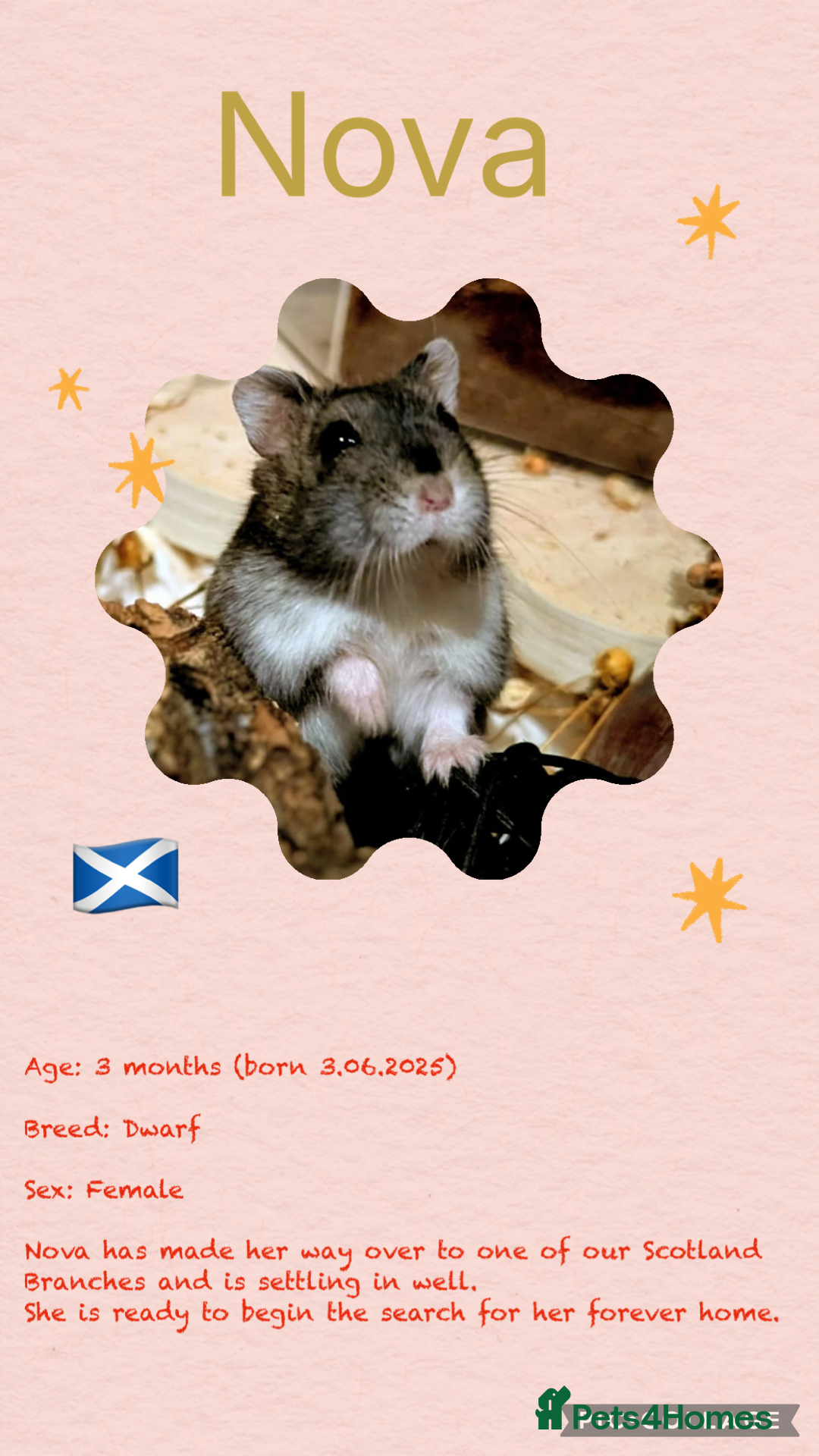 Hamster rodents for sale: Hamsters  - Image 4