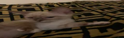 Ragdoll cats for sale: Ragdoll cross kittens  - Advert 8