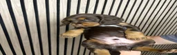 Cocker Spaniel dogs for sale: Beautiful working cocker spaniel pups  - Advert 15