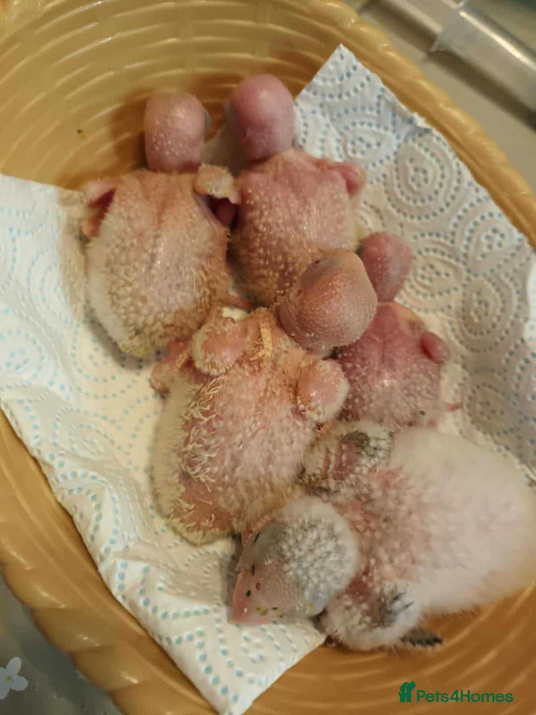Parrots birds for sale: Hand reared Quaker and Conure chicks - Image 22