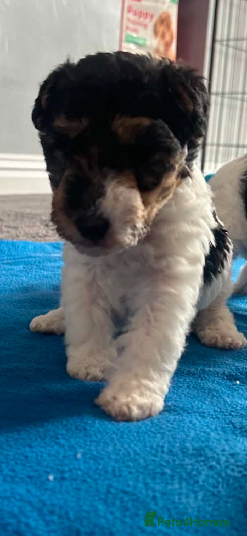 Fox Terrier dogs for sale: Wire haired fox terrier - Advert 17