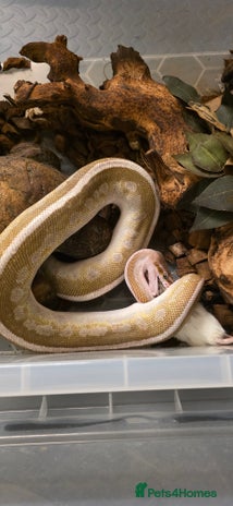 Python Snake reptiles Cb21 Soulsucker female morph Royal Python in Pontefract - Advert 1