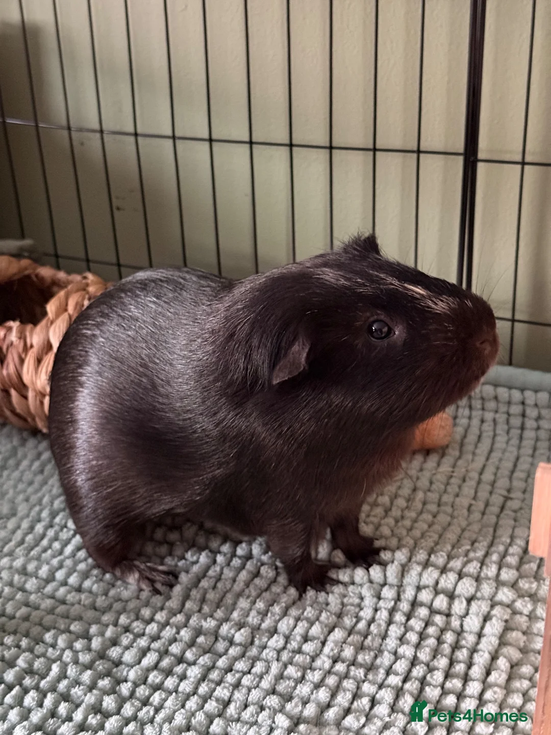 Guinea Pig rodents for sale: X3 Male Guniea Pig in Gateshead - Advert 1