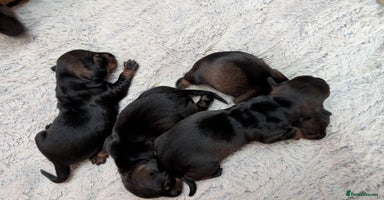 Dachshund dogs - Advert 8