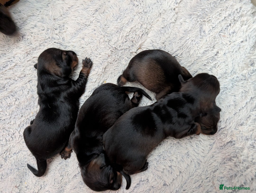 Dachshund dogs for sale: Dachshund Puppies  - Image 2