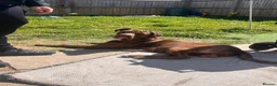 Cane Corso dogs for stud: stud! - Advert 3