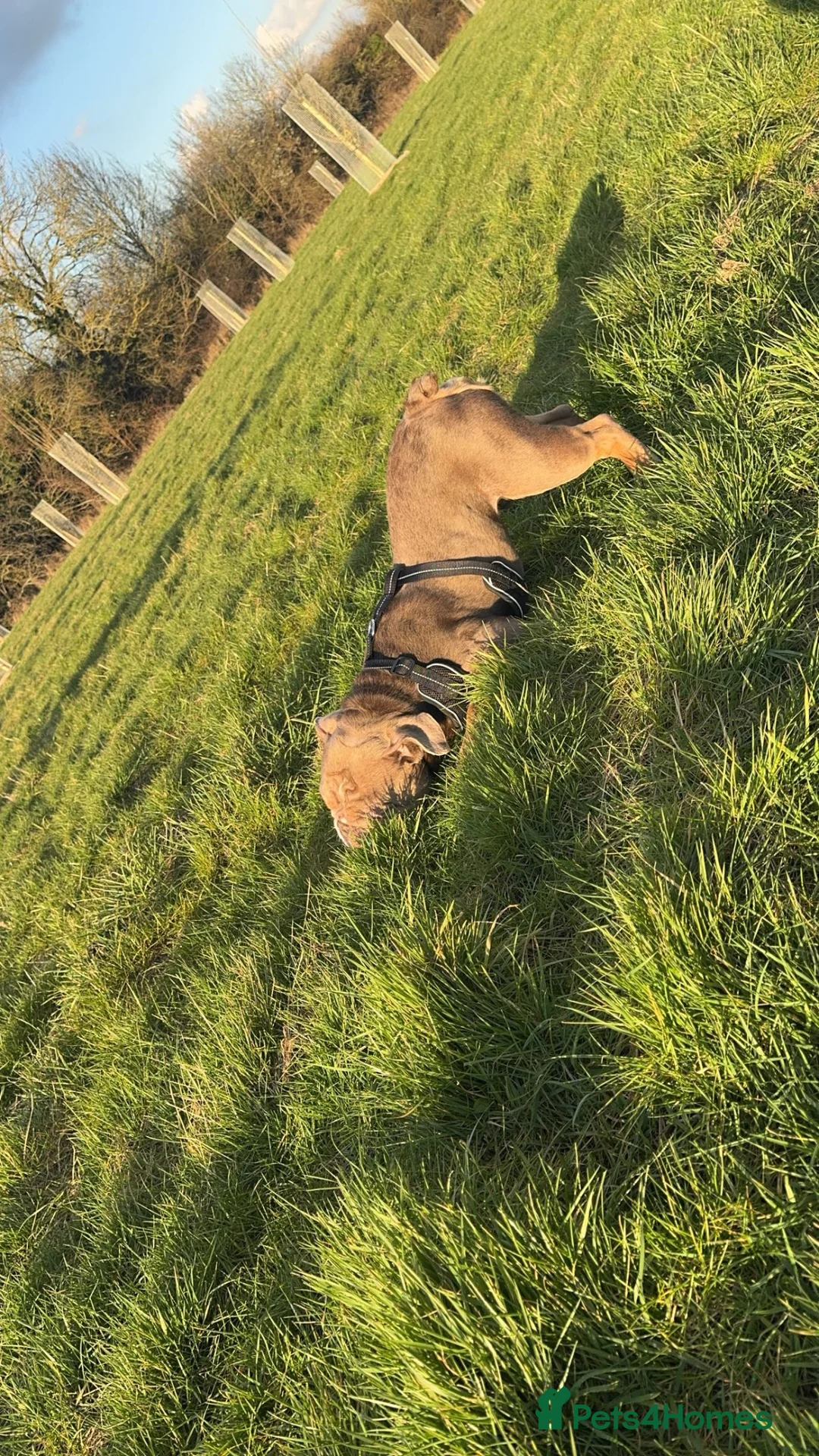 American Bully dogs for sale: Bruce Lovely dog 🐕  - Advert 2