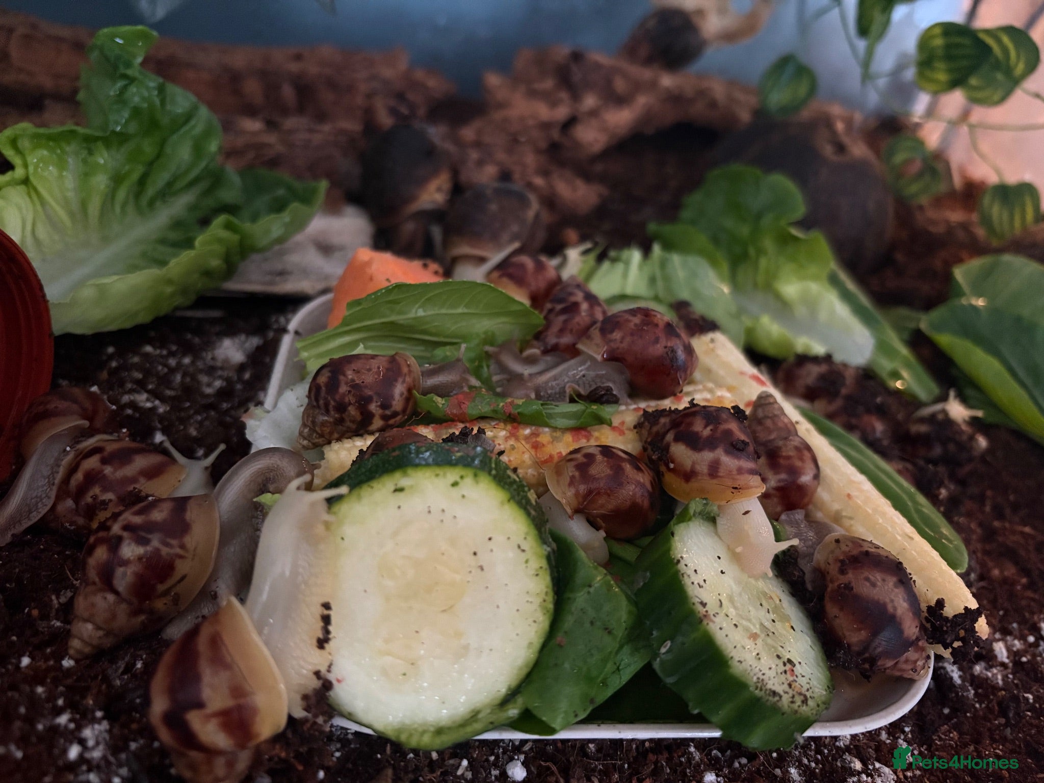 Snails invertebrates Giant African land snails  - Advert 1