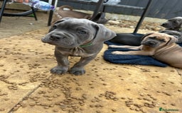 Mastiff dogs for sale: Mastiffs pups in Bury Saint Edmunds - Image 23
