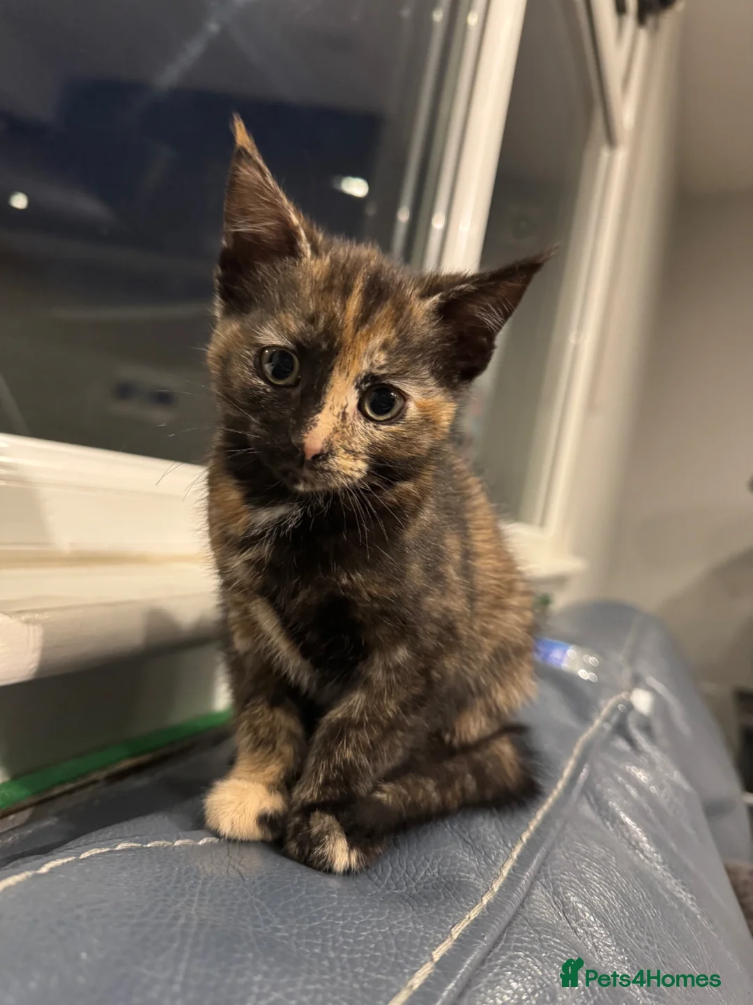 Mixed Breed cats for sale: Kittens for sale - Advert 2