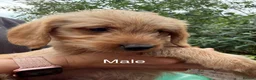 Labradoodle dogs for sale: Adorable Small Labradoodle Puppies - Advert 32