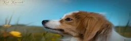 Papillon dogs for sale: HEALTH TESTED Papillon & Phalene  - Advert 26