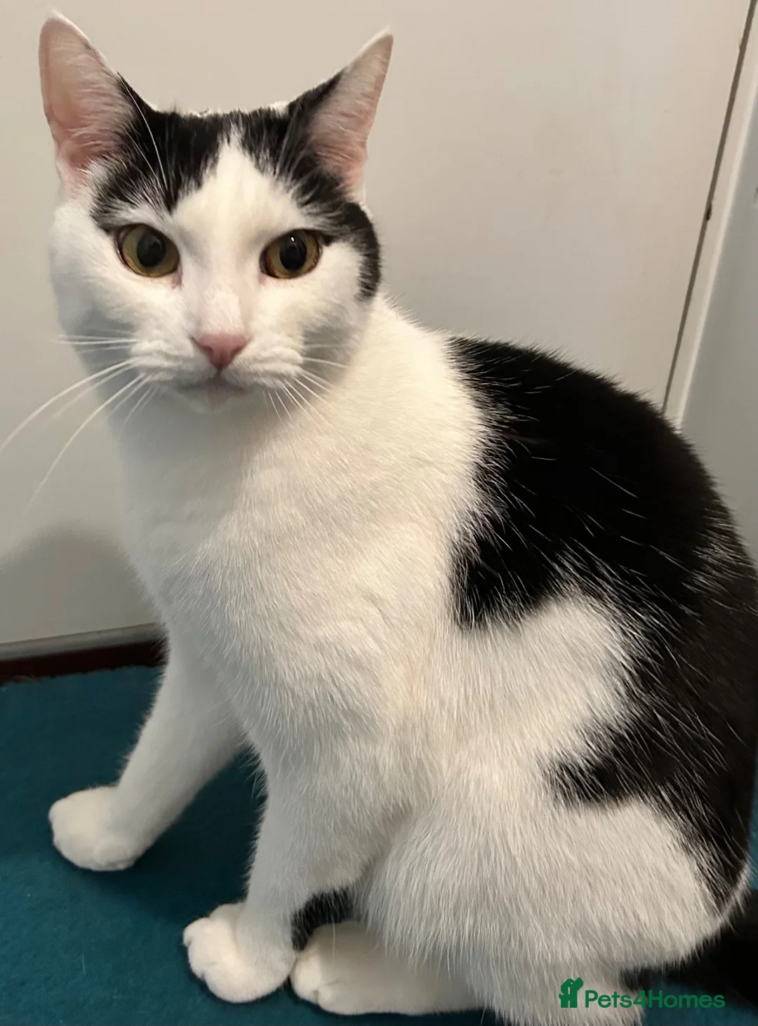 British Shorthair cats for sale: Friendly affectionate 5 year old male cat in London - Advert 4