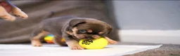 French Bulldog dogs for sale: Fluffy  **  French Bulldogs Puppy - Advert 34