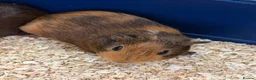 Guinea Pig rodents for sale: Baby guinea pigs  - Advert 3