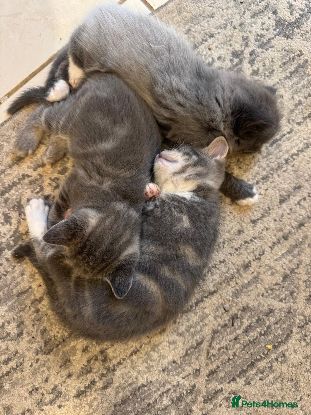 British Shorthair cats for sale: Beautiful cats  - Image 14