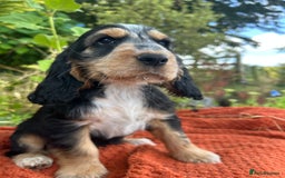Cocker Spaniel dogs for sale: KC show type cocker spaniel  - READY NOW - Image 3