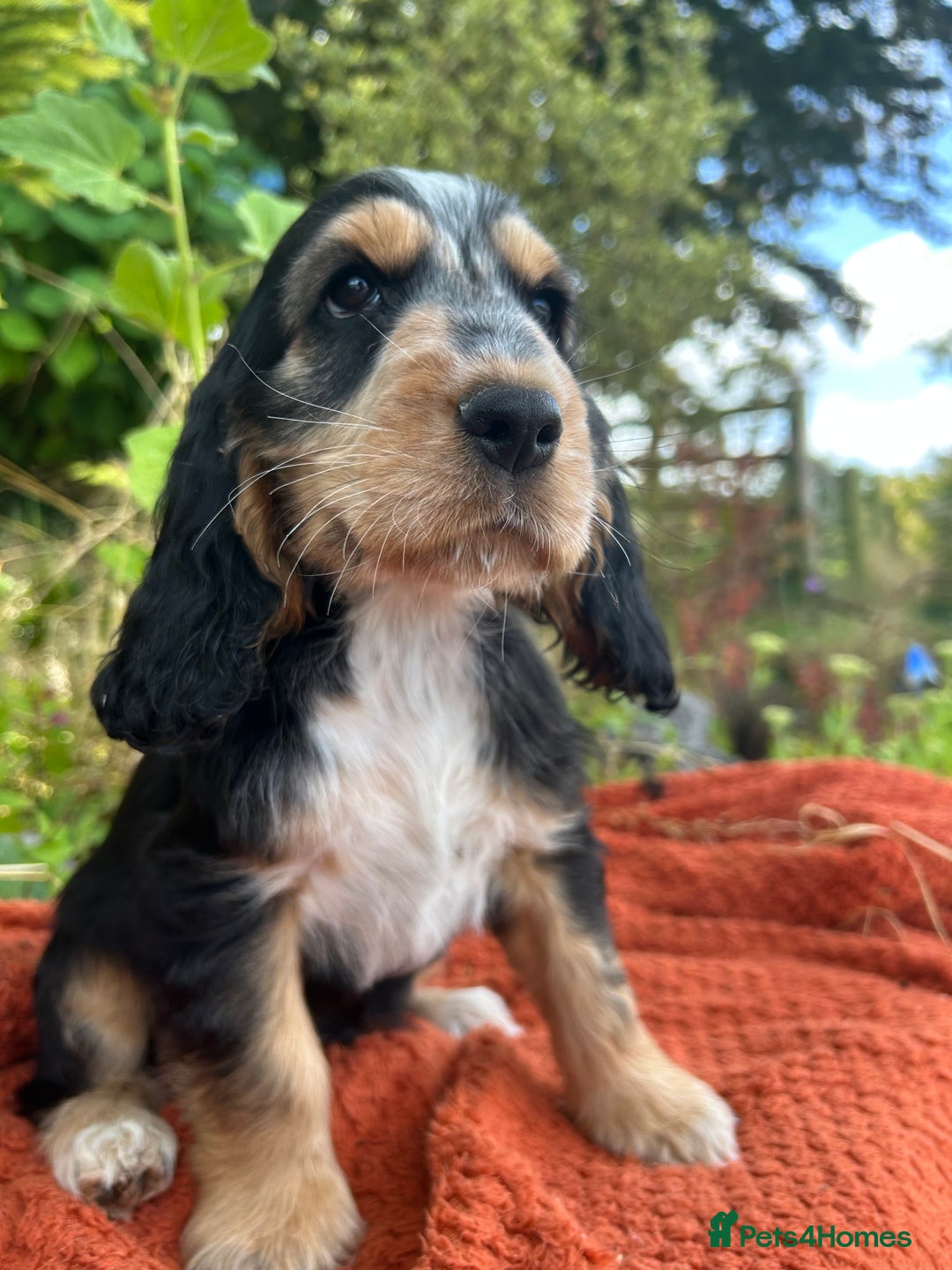 Cocker Spaniel dogs for sale: KC show type cocker spaniel  - READY NOW - Image 3