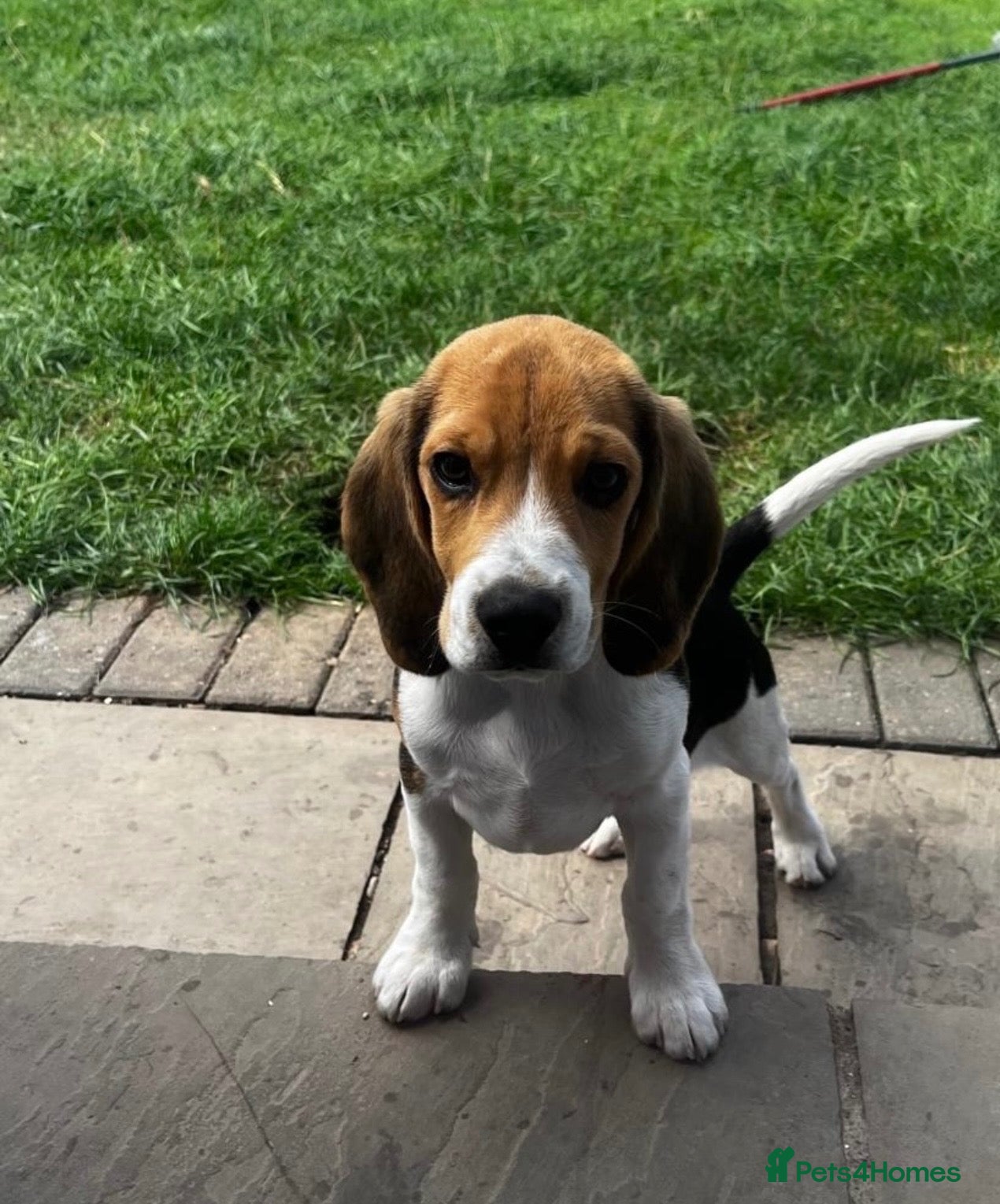 Beagle dogs 🐶⭐️Gorgeous male Beagle puppy ⭐️🐶 - Advert 2