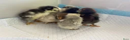 Chickens poultry for sale: Pekin Bantam chicks - Advert 2