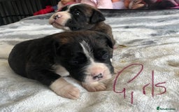 Boxer dogs for sale: Beautiful boxer babies bob/long  - Image 27