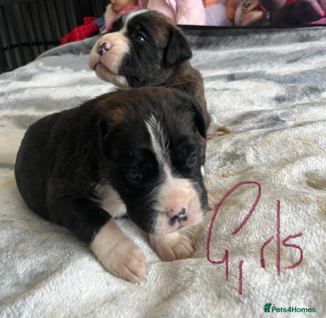 Boxer dogs for sale: Beautiful boxer babies bob/long  - Image 27