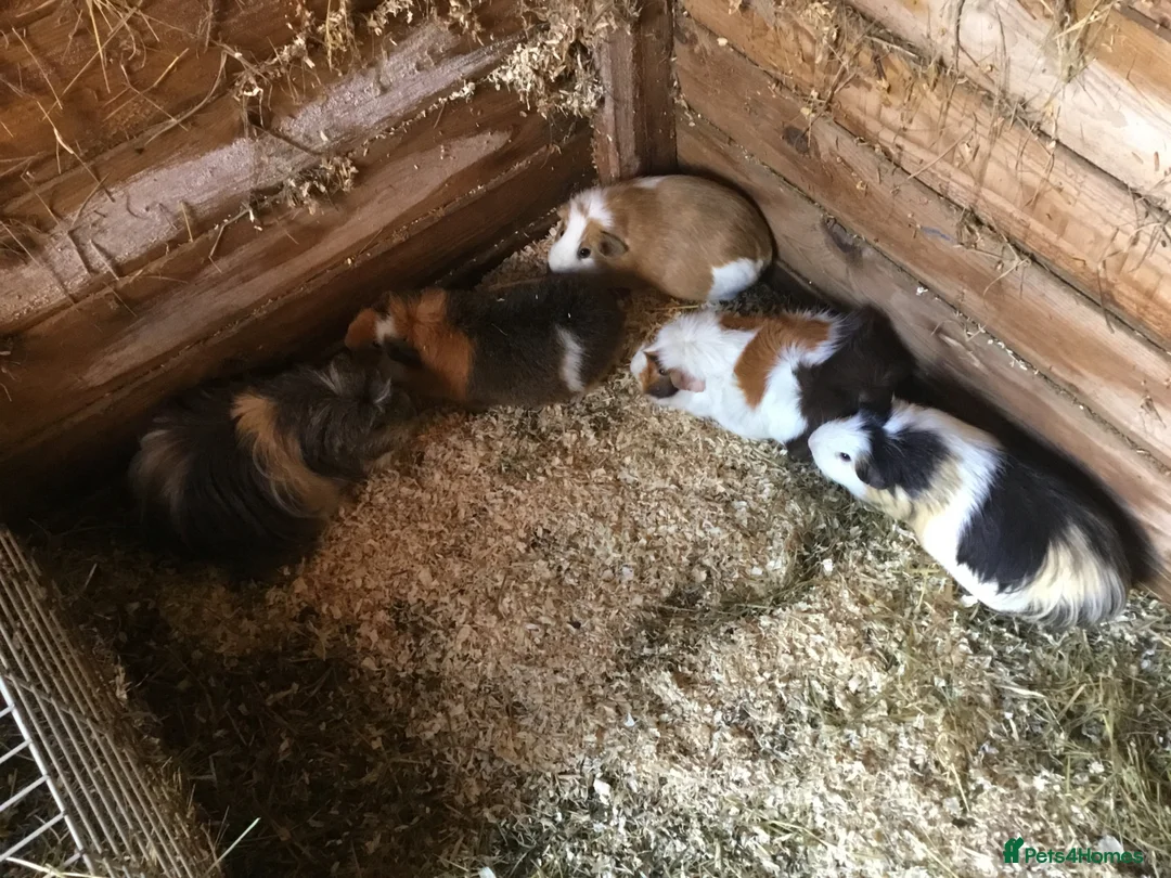 Guinea Pig rodents for sale: Selection of adult females and male - Advert 1