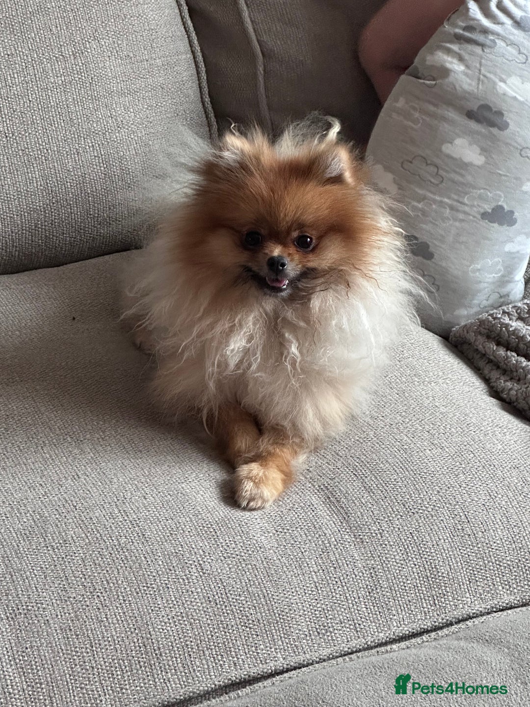 Pomeranian dogs for sale: Sweet little Lila  - Advert 11