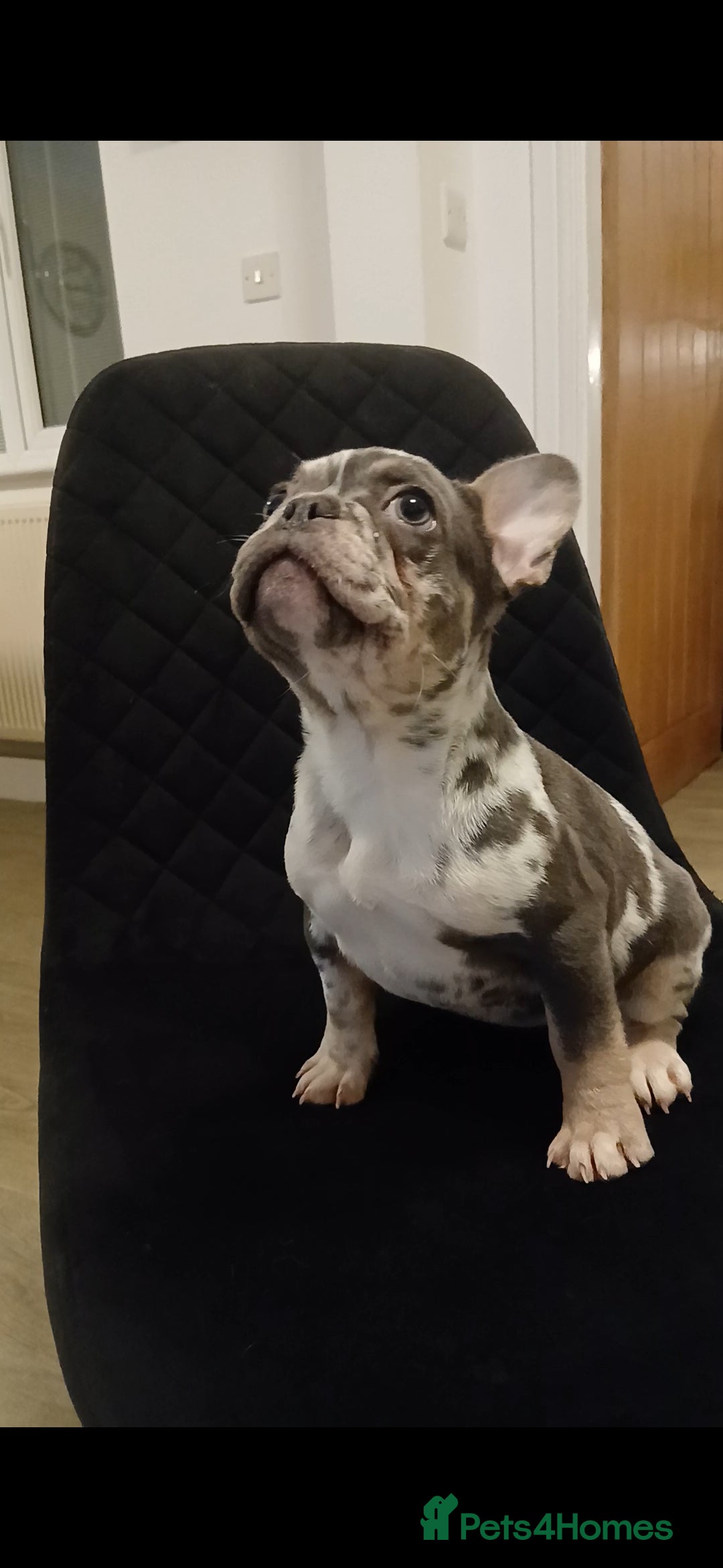 French Bulldog dogs for sale: KC French Bulldog Merles carrying fluffy. - Advert 2