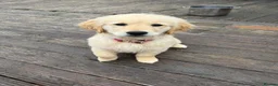 Golden Retriever dogs for sale: Beautiful Trained Golden Retriever Puppy - Advert 6