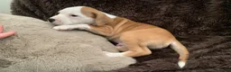 Staffordshire Bull Terrier dogs for sale: Male puppy Staffordshire bull terrior in Manchester - Advert 11