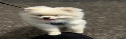 Pomeranian dogs for sale: Gorgeous Teddy Bear boy  - Advert 10