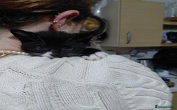 Mixed Breed cats for sale: 4 sweet ghost tabby tuxedo kittens - Image 23