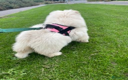 Chow Chow dogs for sale: Beautiful blue eyed cream chow gentle friendly  - Image 3