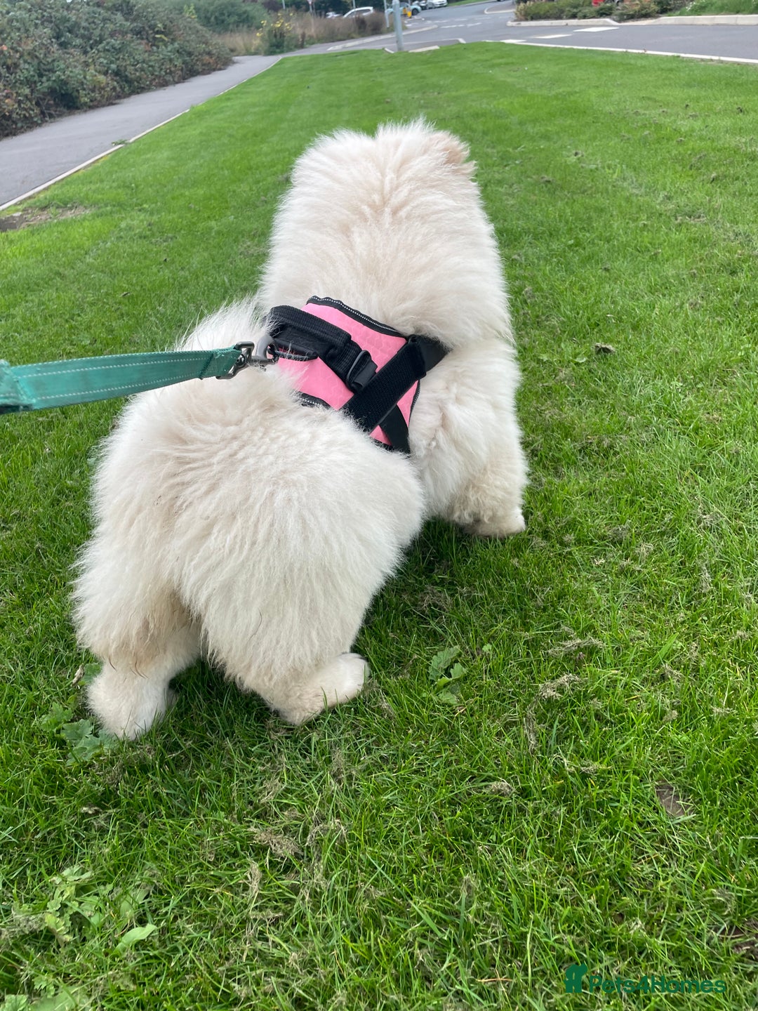 Chow Chow dogs for sale: Beautiful blue eyed cream chow gentle friendly  - Image 3