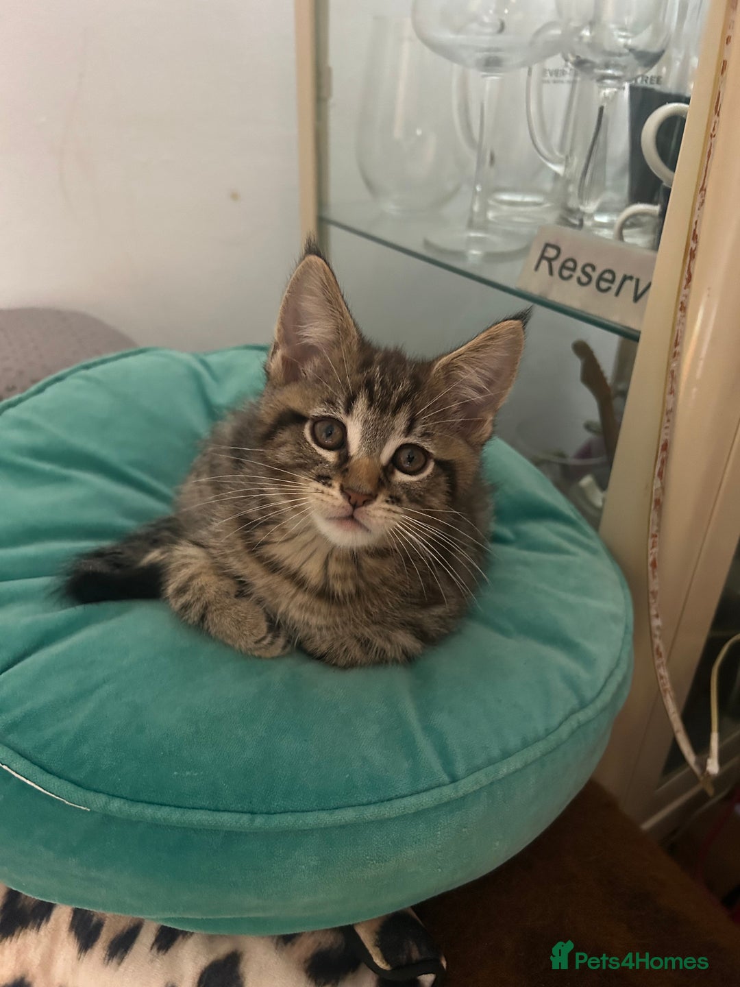 Maine Coon cats for sale: Beautiful tabby Maine Coon X kittens  - Image 15