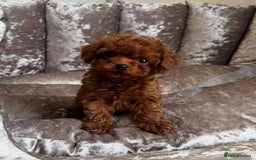 Maltipoo dogs for sale: Gorgeous Toy Maltipoo Puppies! - Image 10
