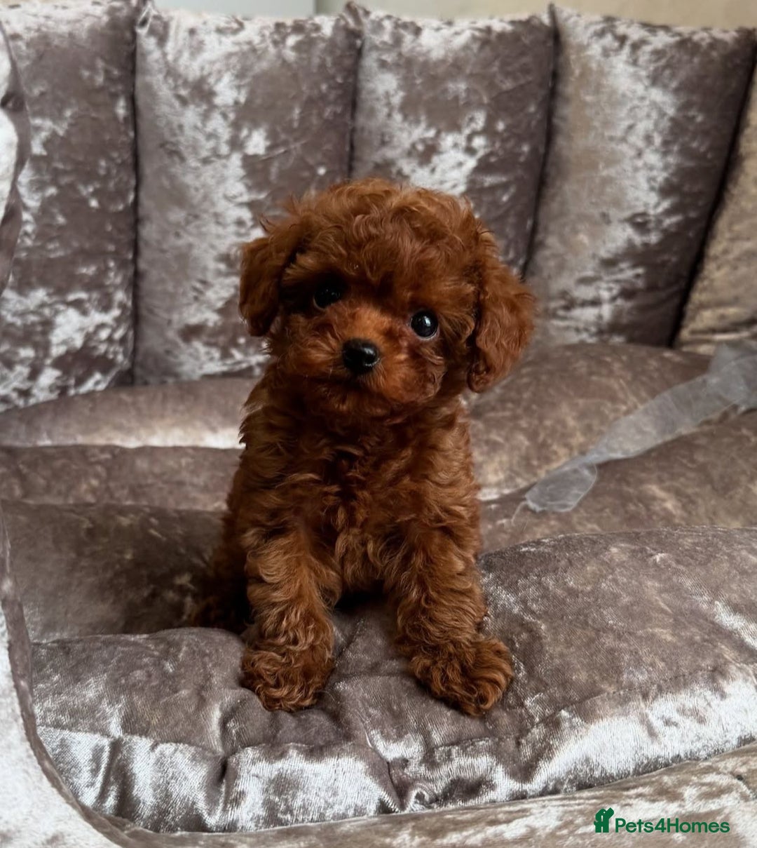Maltipoo dogs for sale: Gorgeous Toy Maltipoo Puppies! - Image 10