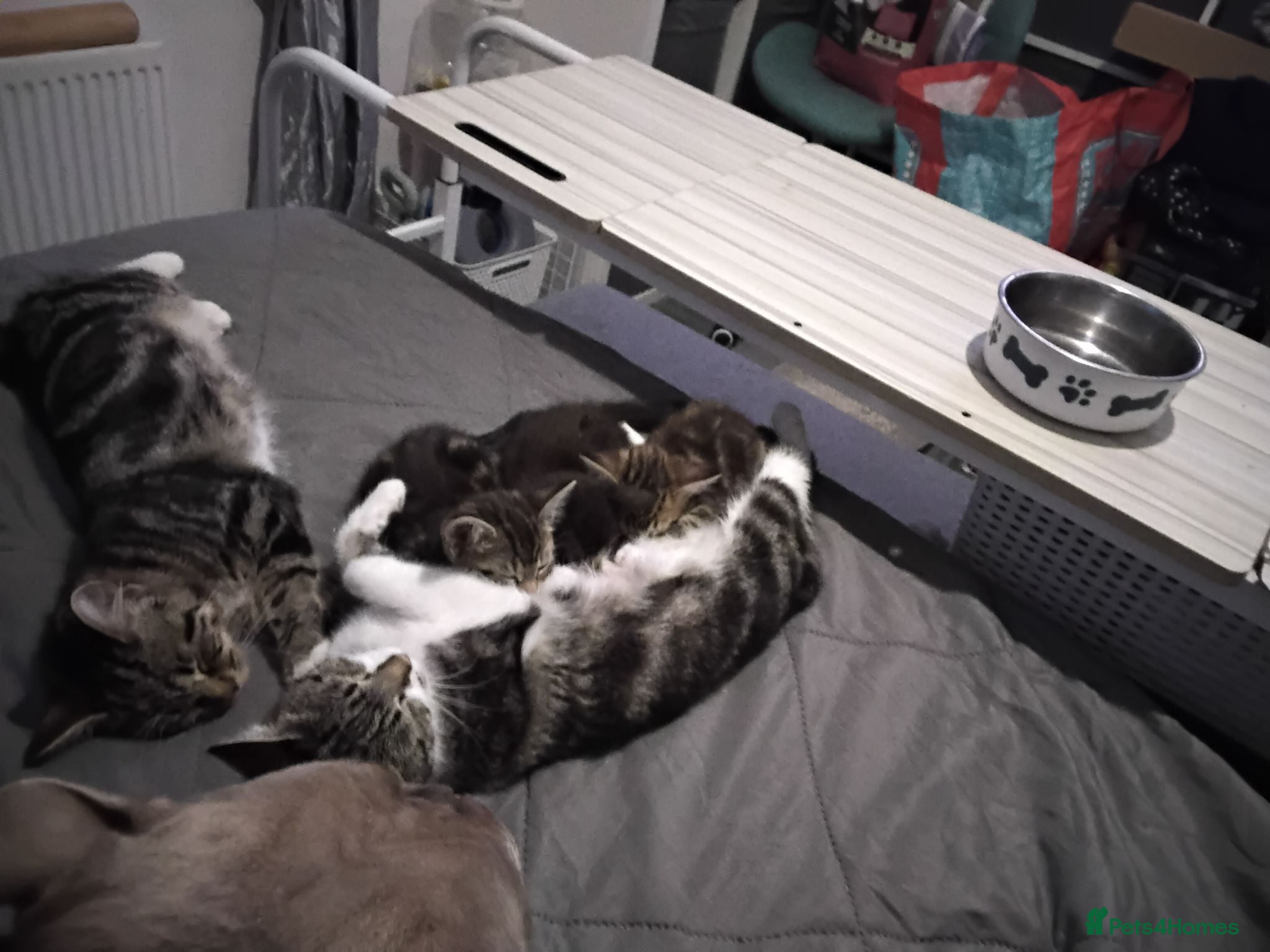 British Shorthair cats Brother and sister ready to collect now - Advert 6