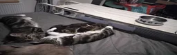 British Shorthair cats for sale: Brother and sister ready to collect now - Advert 1